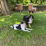 Schloss - Mit Privatgarten, Fellnasen Willkommen! * Nidda
