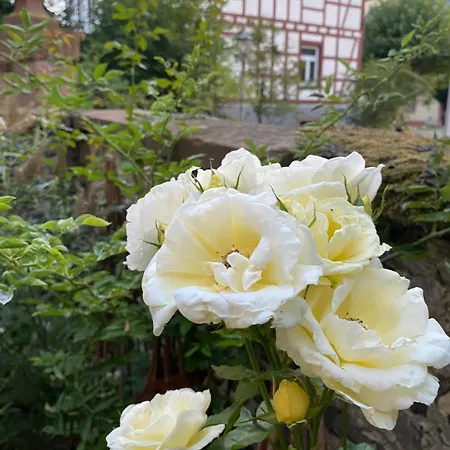 Schloss - Mit Privatgarten, Fellnasen Willkommen! *