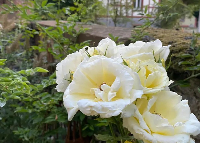 Schloss - Mit Privatgarten, Fellnasen Willkommen! *