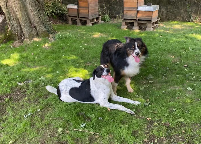 Schloss - Mit Privatgarten, Fellnasen Willkommen! * Nidda